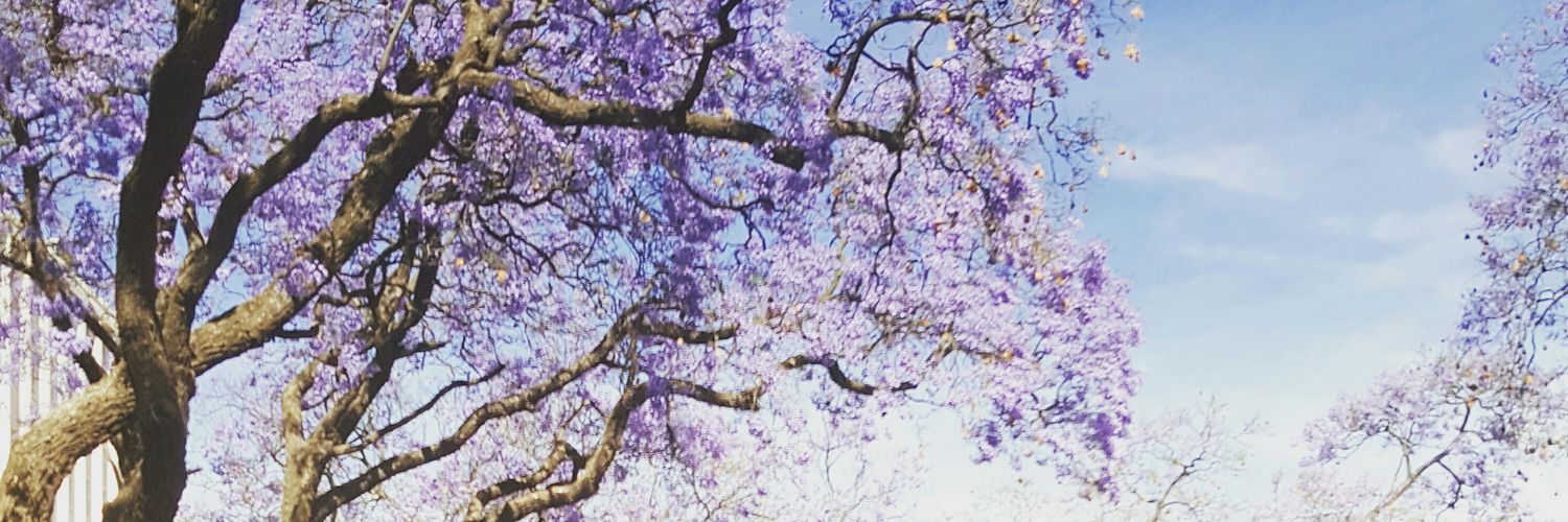 shehnazb's profile banner image