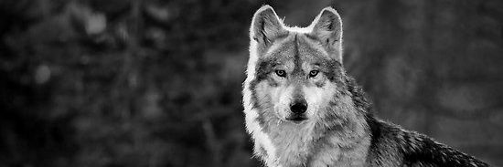 Daniel Walker banner