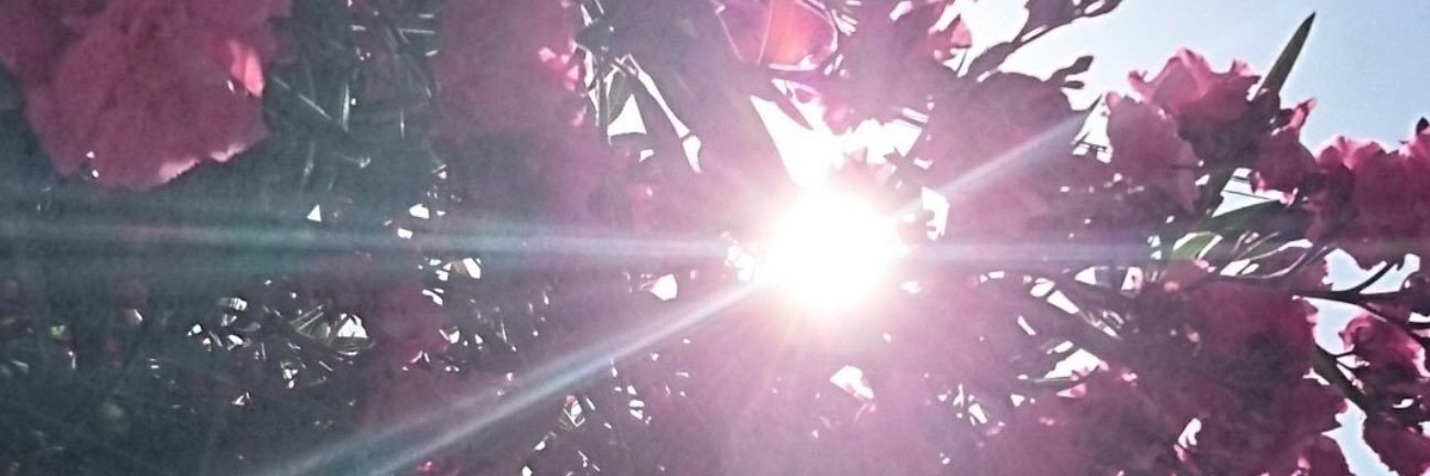 ziacoca1's profile banner image