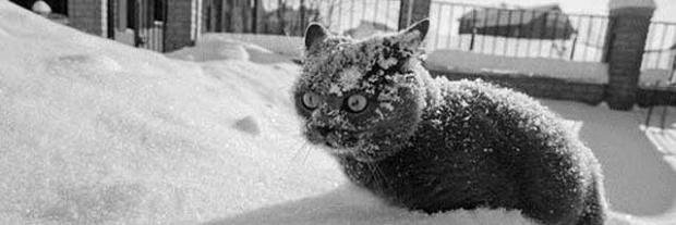 SnowGangMusic's profile banner image