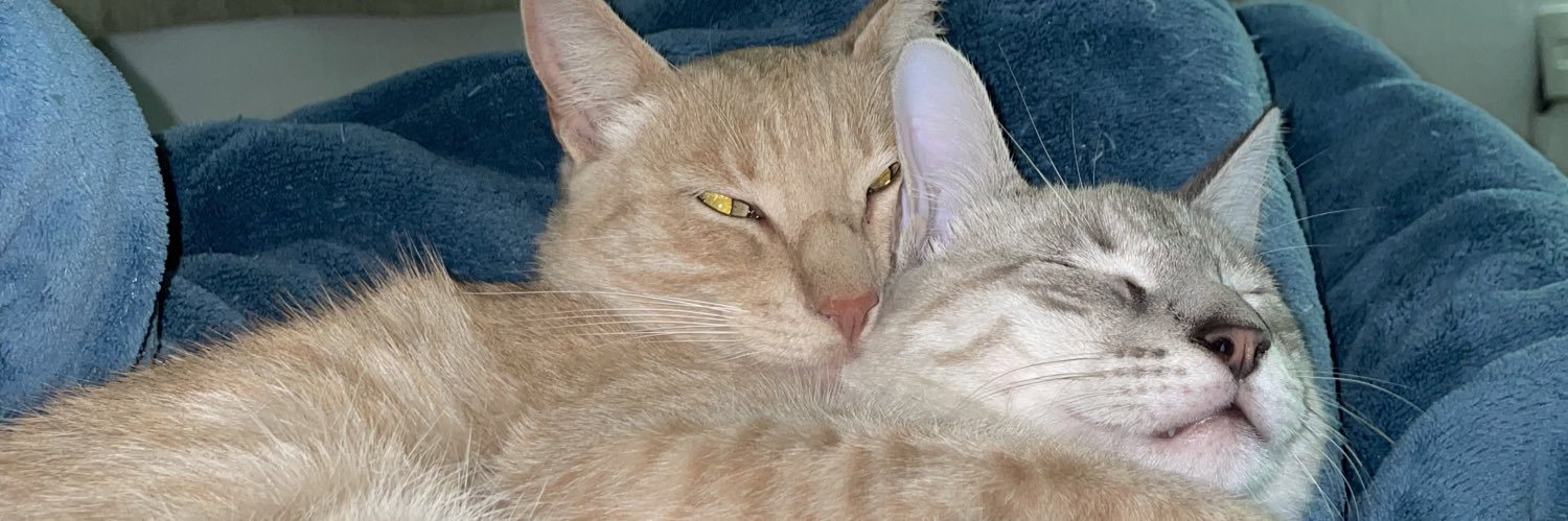 Allissonbazzano's profile banner image
