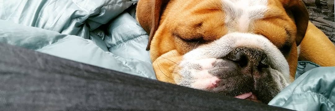 TheLauraLilac's profile banner image