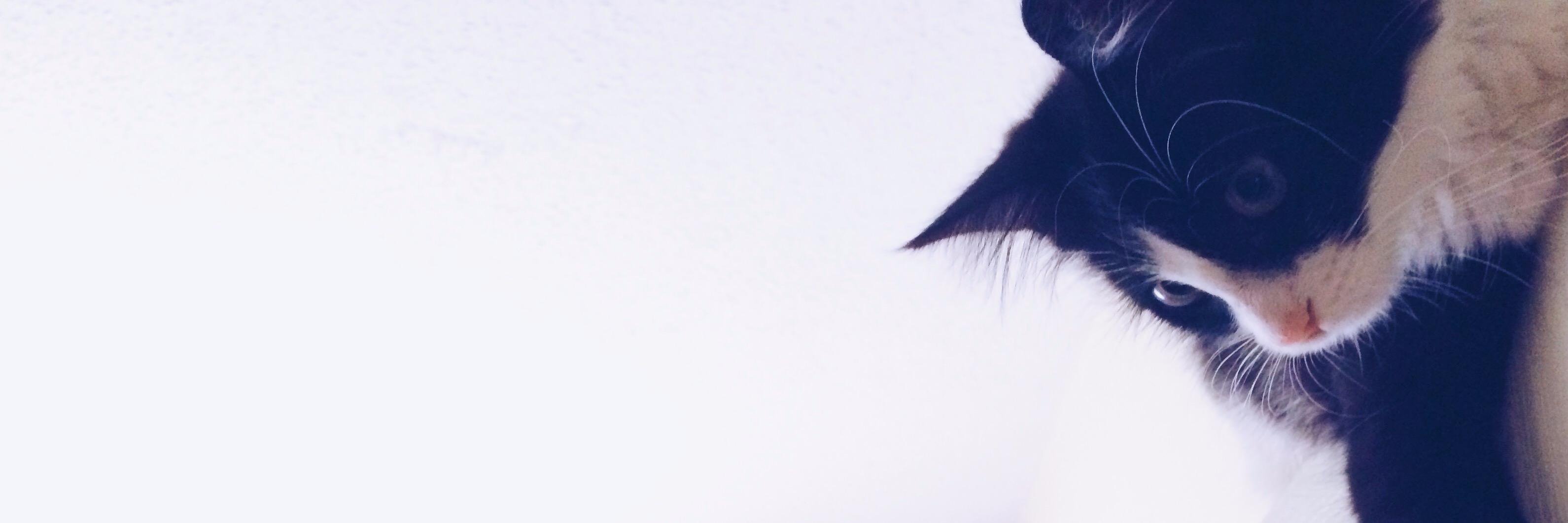 fdenizp's profile banner image