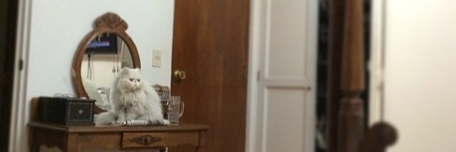 sjpcat's profile banner image
