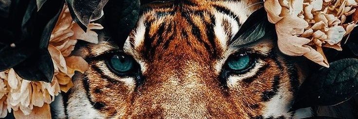 avllfrnca's profile banner image