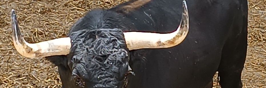 Koldogi's profile banner image