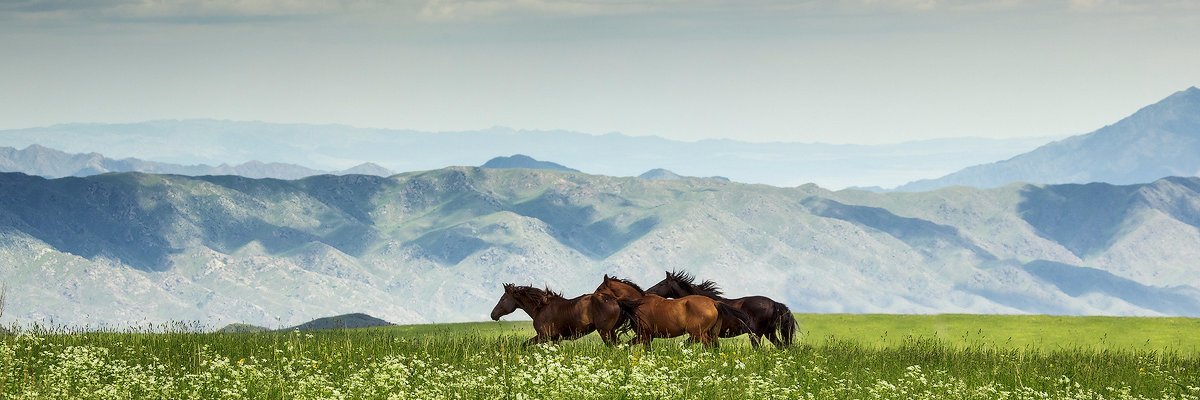asekewot's profile banner image