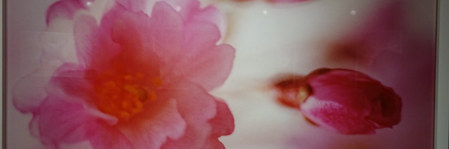 cocchidayo's profile banner image