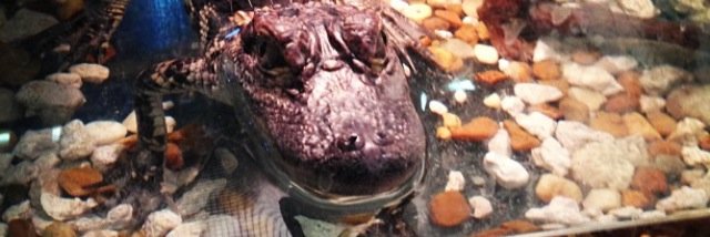 TheGooryGoo's profile banner image