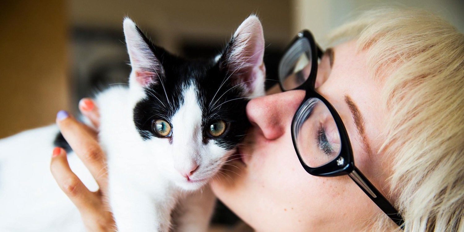 KattDandy's profile banner image