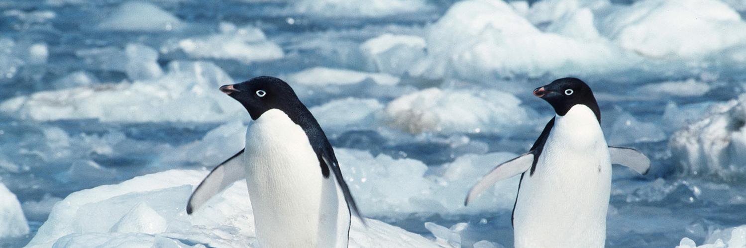 Alex Lindsted banner