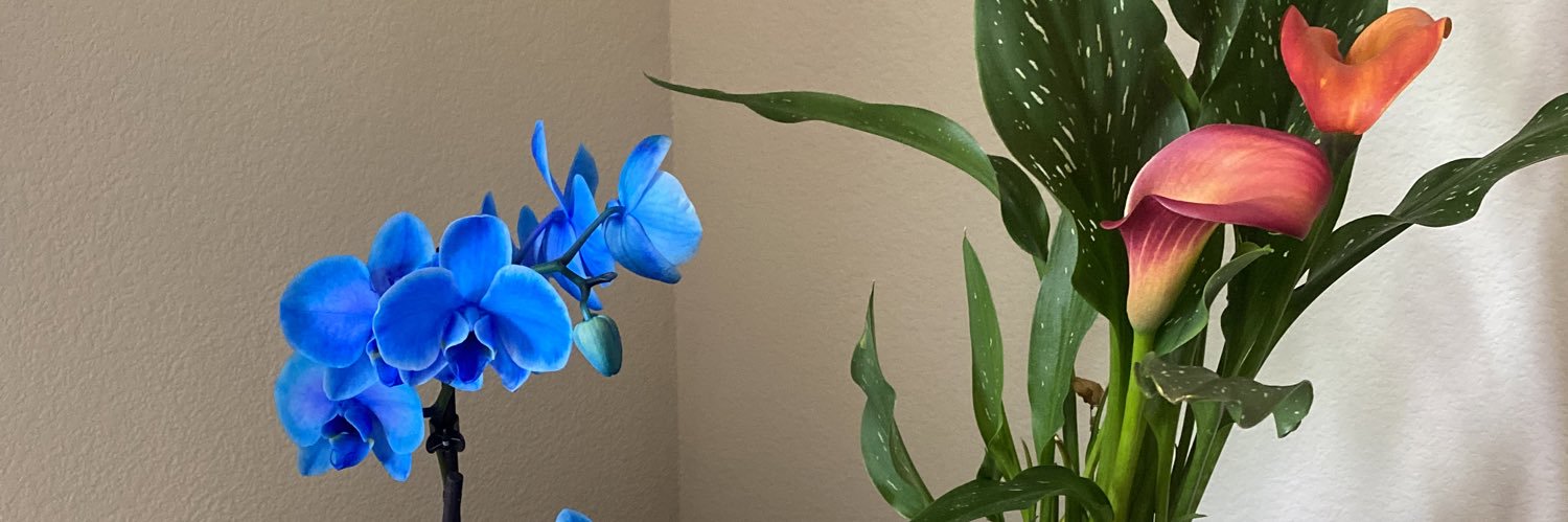 taylorwhitc's profile banner image