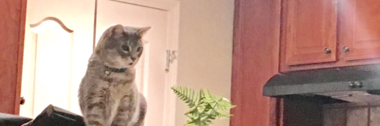 KittenGuild's profile banner image