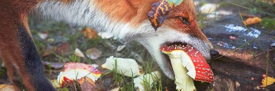 Ponchess's profile banner image