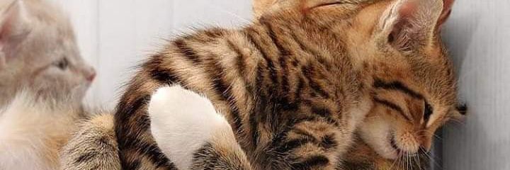 AbdulsUmar12's profile banner image