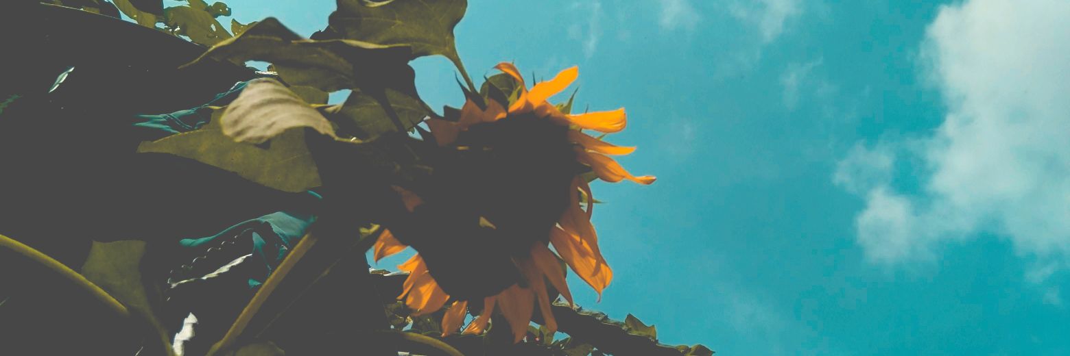 ˃ᴗ˂ banner