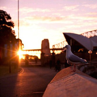 𝒔𝒍𝒍𝒂𝒎𝒊 banner