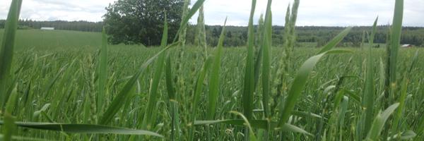 LarmoSimo Profile Banner