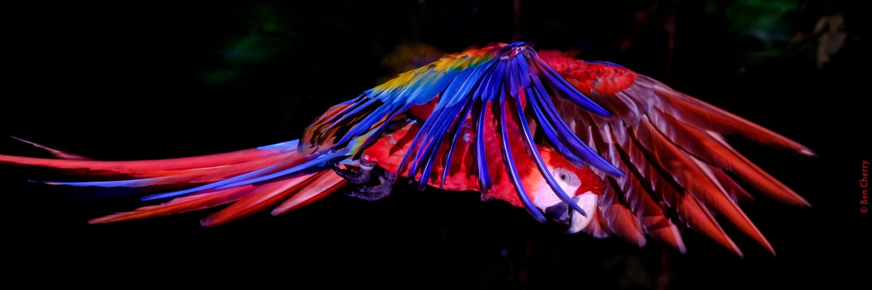 Wildscreen Arkive banner