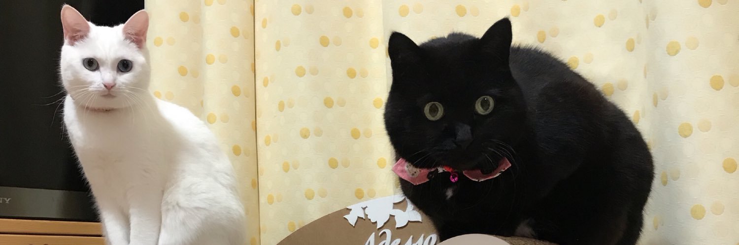 catponko's profile banner image