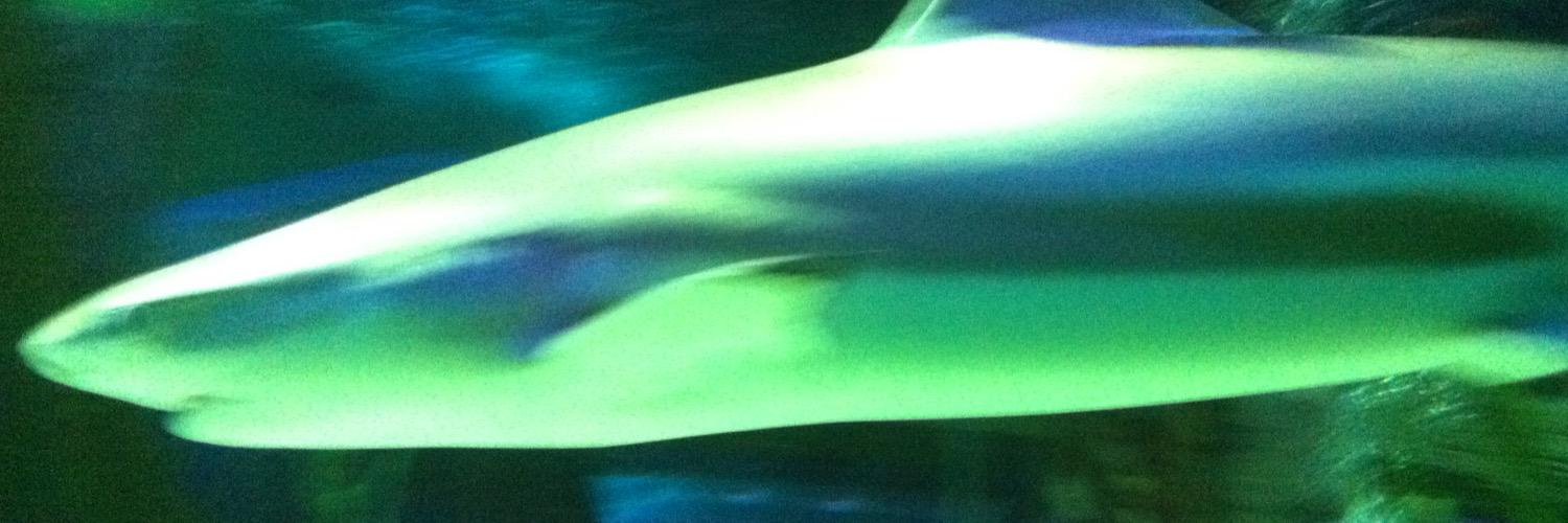 Waspyone🏴󠁧󠁢󠁳󠁣󠁴󠁿 banner