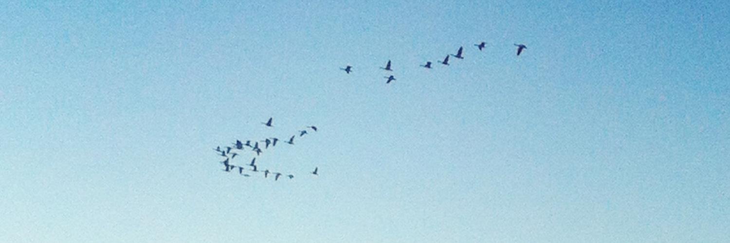 Anne Whitehead banner