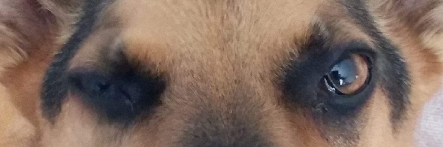 krokette1's profile banner image