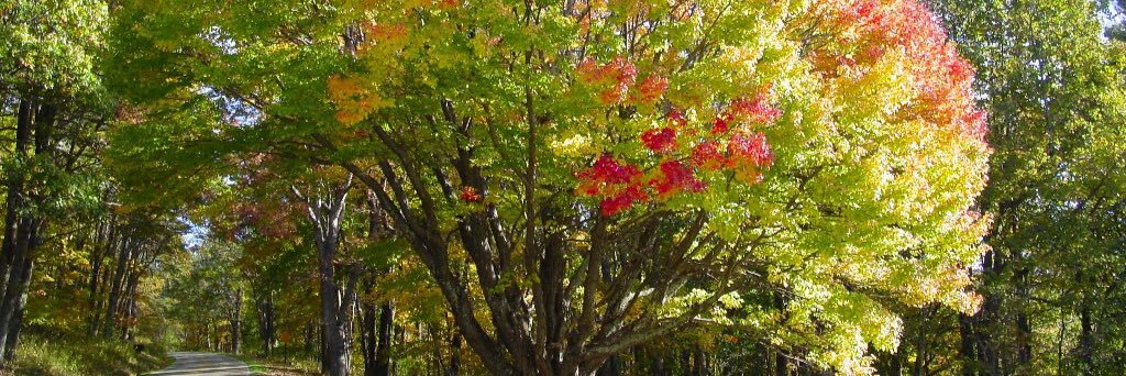 LoveLeeTree's profile banner image