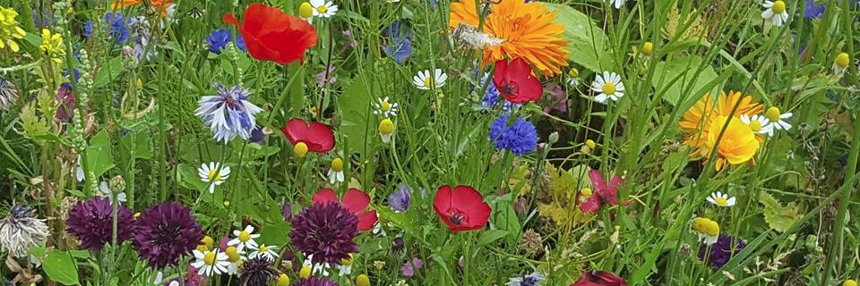 Accessorisemygarden banner