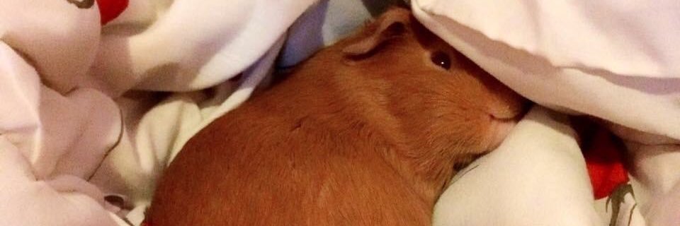 pmn_pp's profile banner image