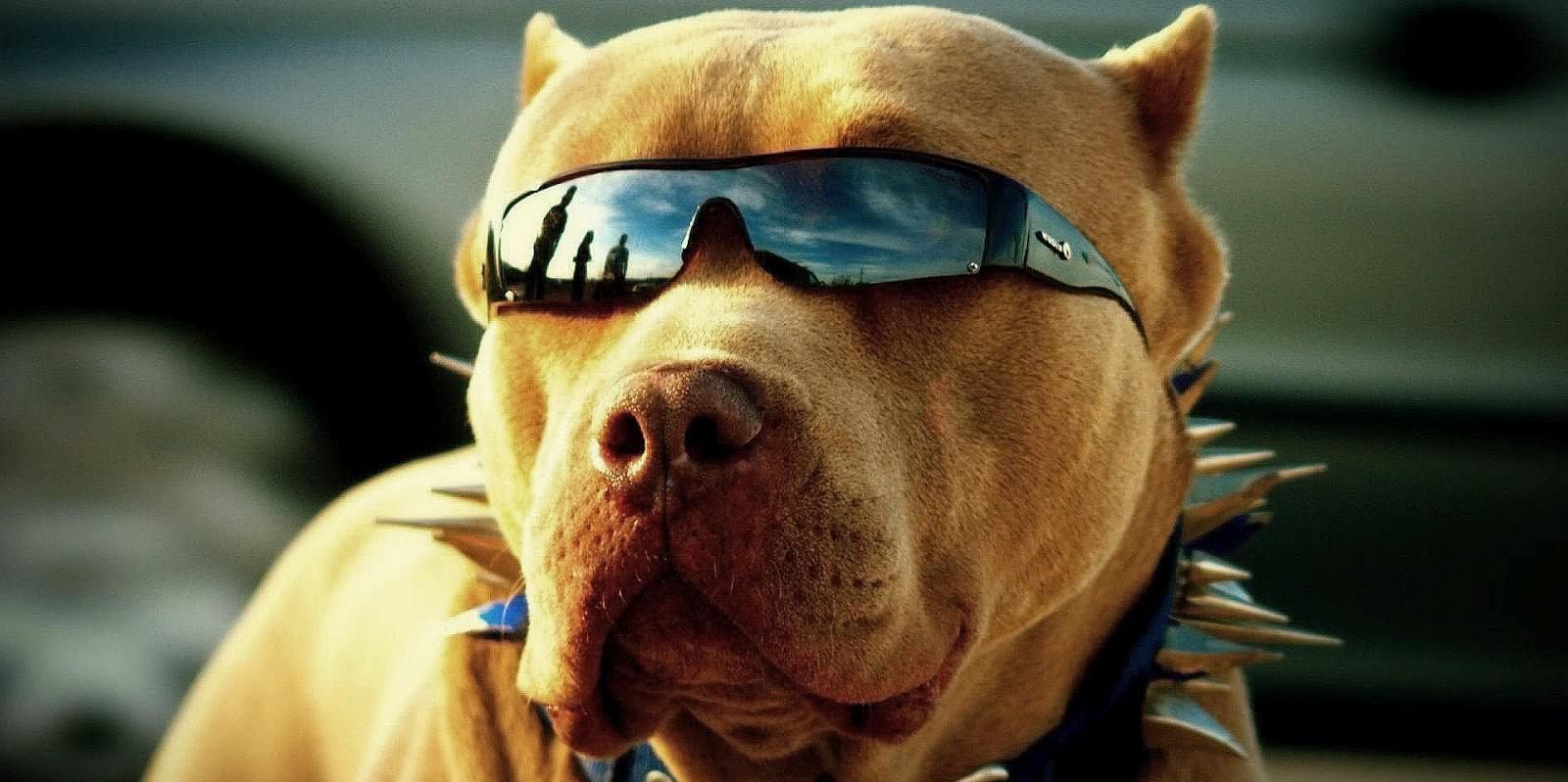 PitCoin's profile banner image