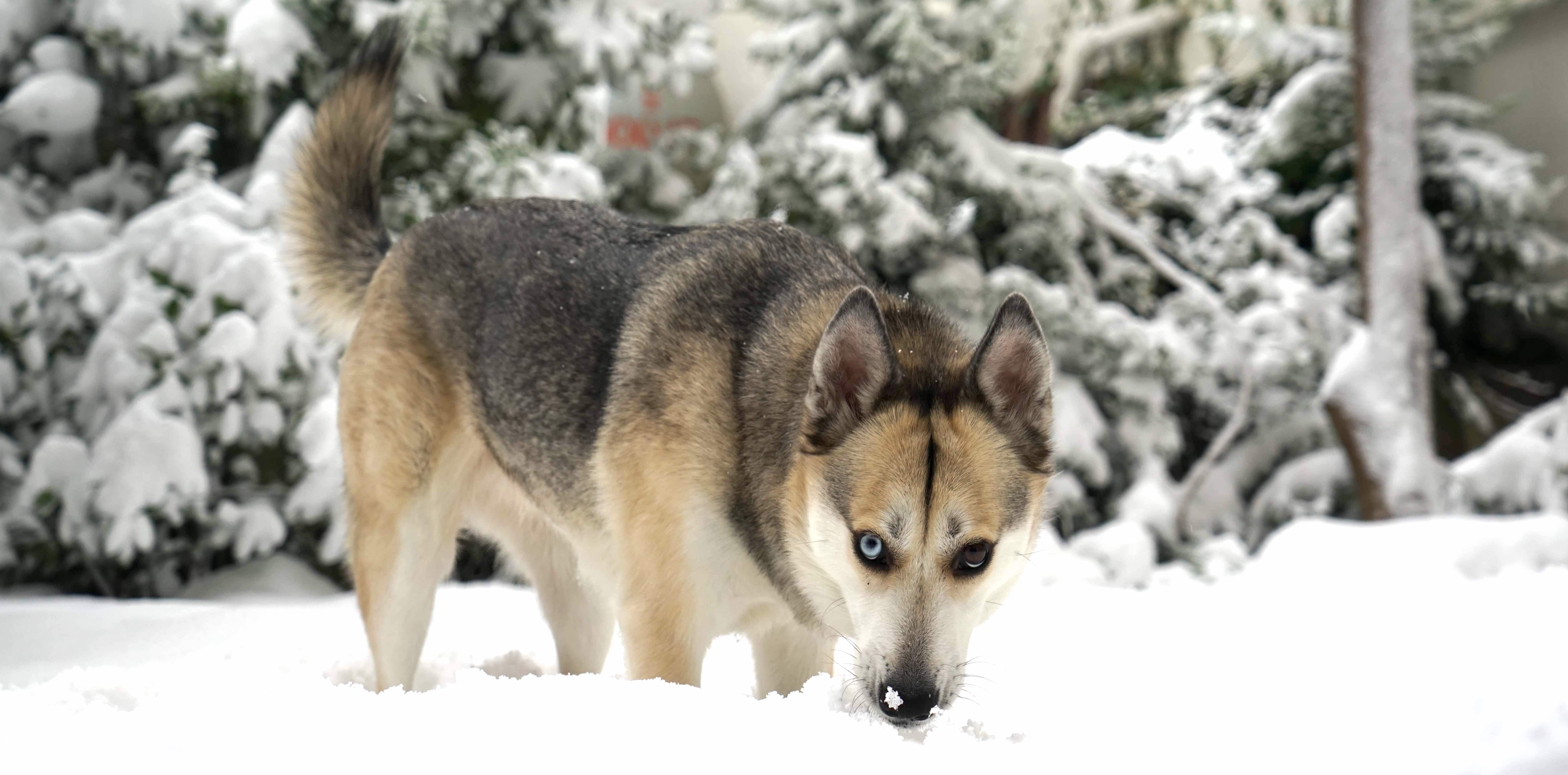 askinelibol's profile banner image