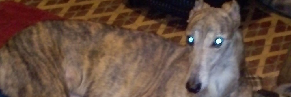 inepradi1's profile banner image