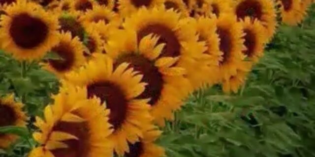 alwesh55's profile banner image