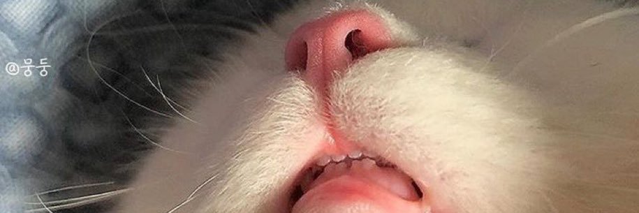 🍉 banner