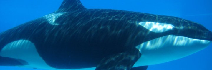 Jacob Mathews banner