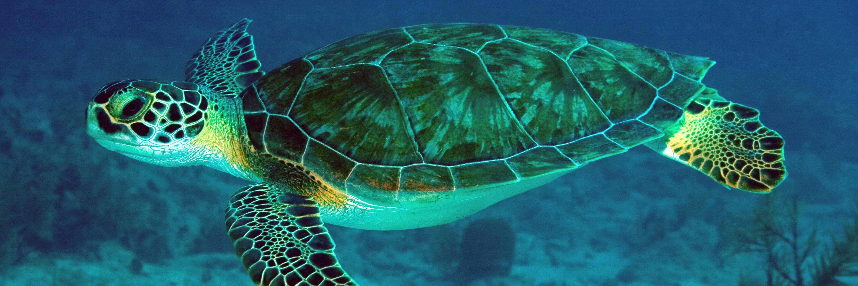 TurtlesClass's profile banner image