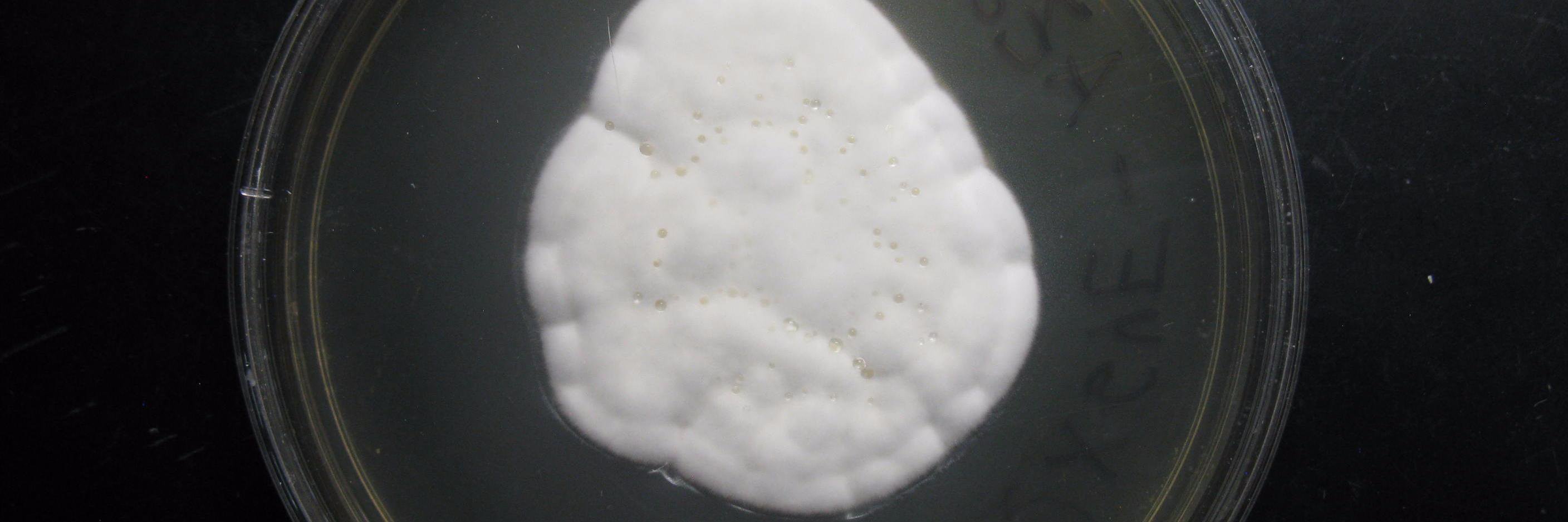 Marcus Teixeira banner