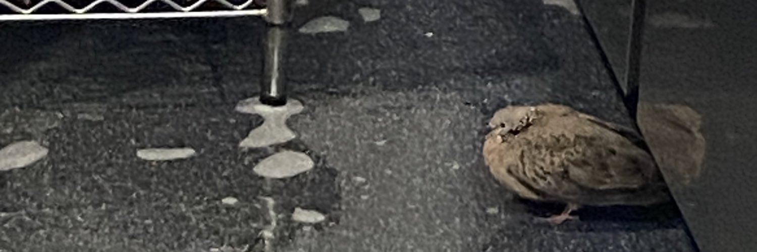 SpicedKunt's profile banner image