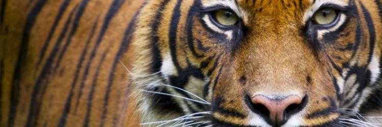 iftigertimes's profile banner image