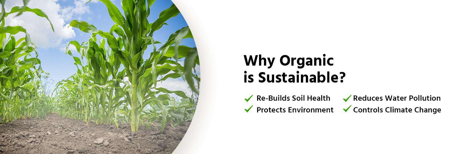 terragreensorg's profile banner image