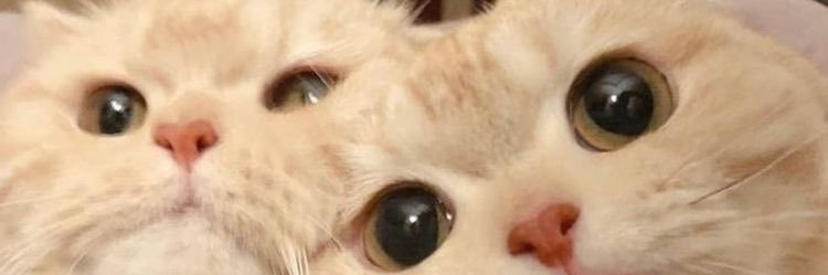 teawithcyborgz's profile banner image