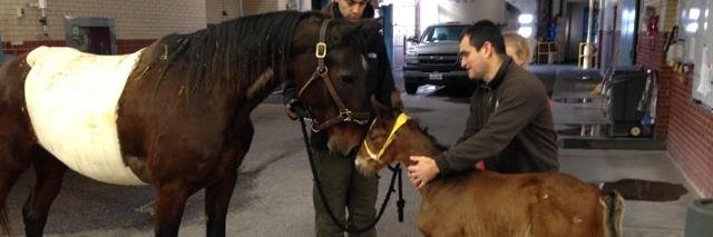 Renata Lumsden banner