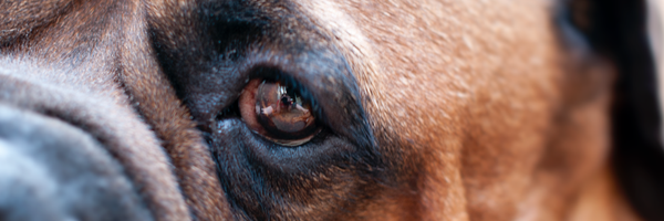 studioimmo Profile Banner