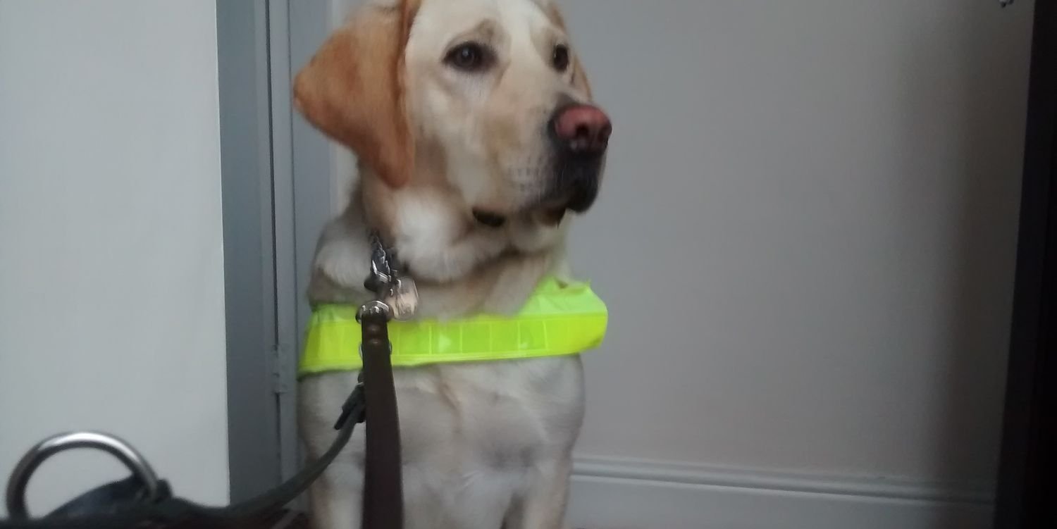 GuideDogBruce's profile banner image