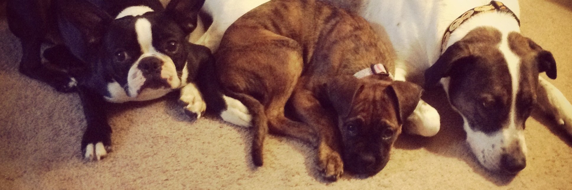 Tom DiFilippo banner