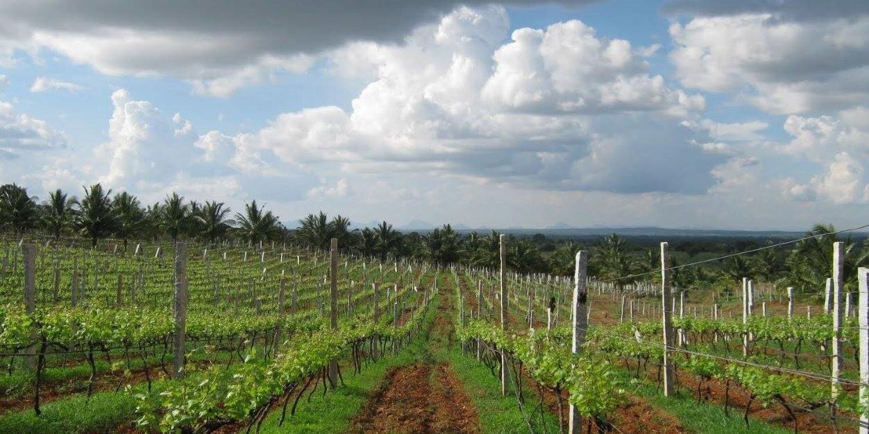 IndianWineman's profile banner image