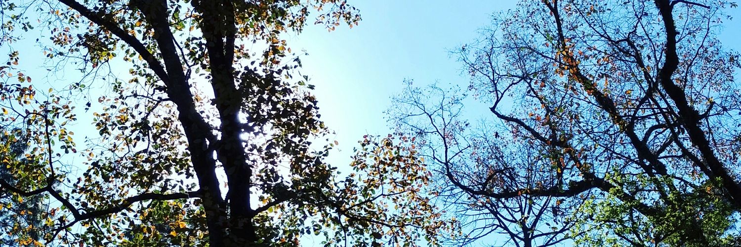 sercarfe's profile banner image