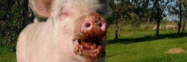 CaballoDePollas's profile banner image