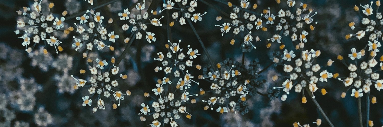 whoisrosette's profile banner image